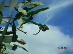 Web Spinner
