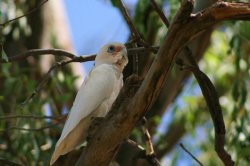 Young Australian Bird  