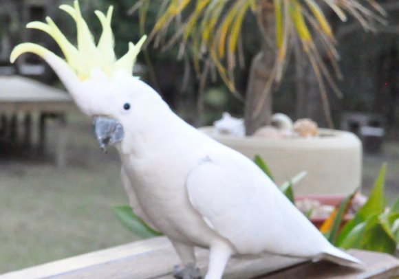 Local Cockatoos