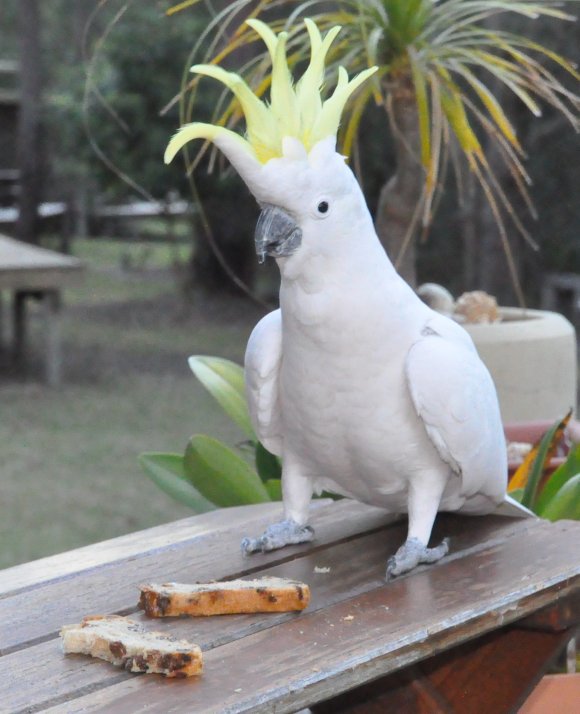 Friendly Cockatoos