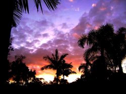 Palm Trees