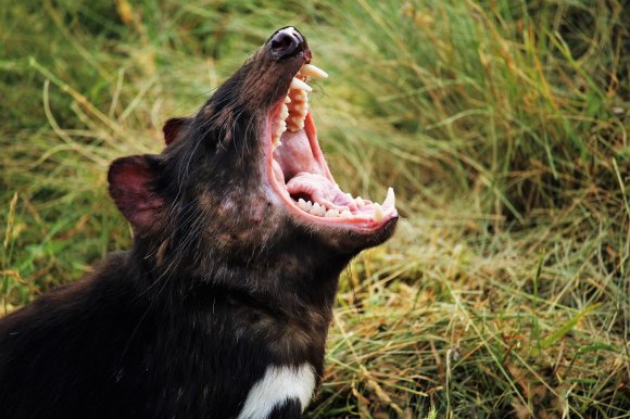 Tasmanian Devil Showoff It Huge Teeth And Jaw
