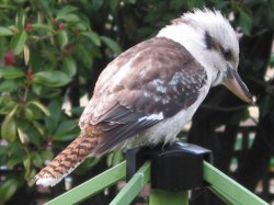 Kookaburra On Clothesline