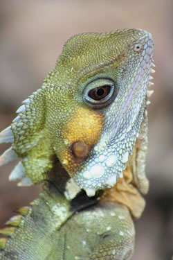Rainforest Dragon