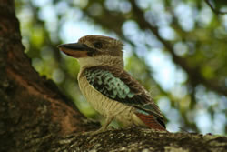 Kookaburra