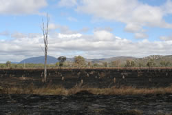 After Bushfire