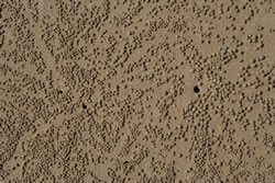 Sand Bubbler Grab Holes