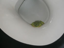 Green Tree Frog