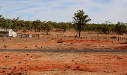 Termite Mounds