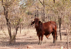Cattle