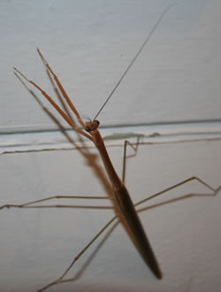 Stick Insect