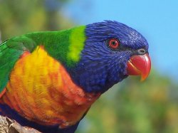 Nesting Parrot