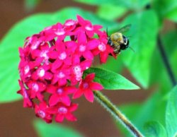 Bumble Bee