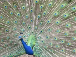 Peacock Perfection