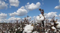 Clouds Into Cotton