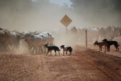 Outback