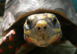 Turtles Smile Too!
