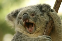 The New Australian Idol