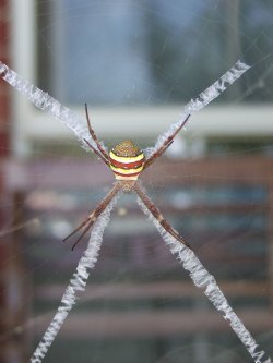 Southern Cross Garden Spider