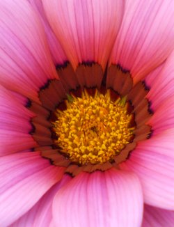 Pink Beauty