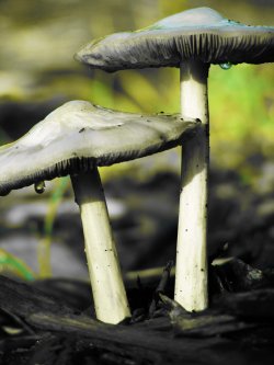 Mushrooms