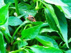 Slender Tree Frog