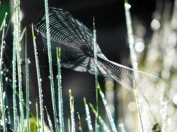 Spider Web