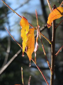 Leaves