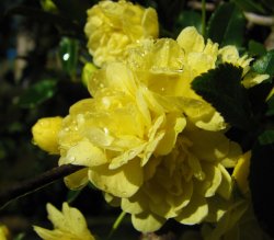 Banksia Roses