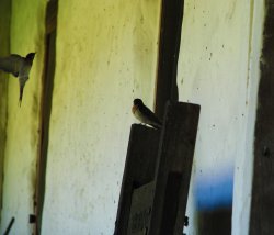 Birds