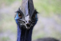 Cassowary