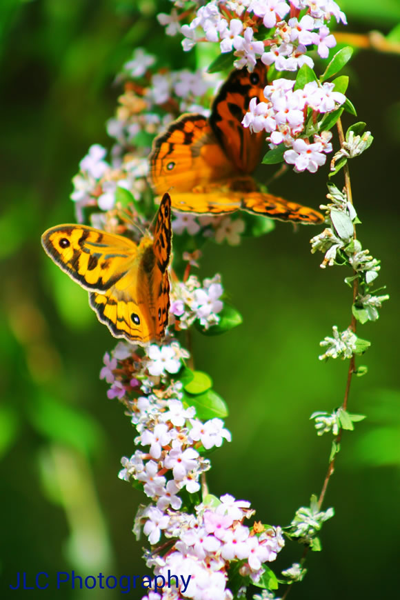 Butterfly Pair