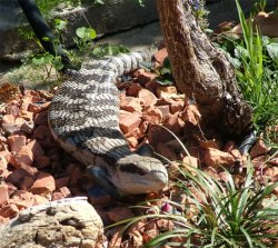 Blue Tongue Lizard