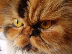 Not Happy