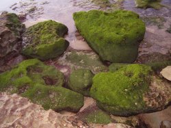 Moss
