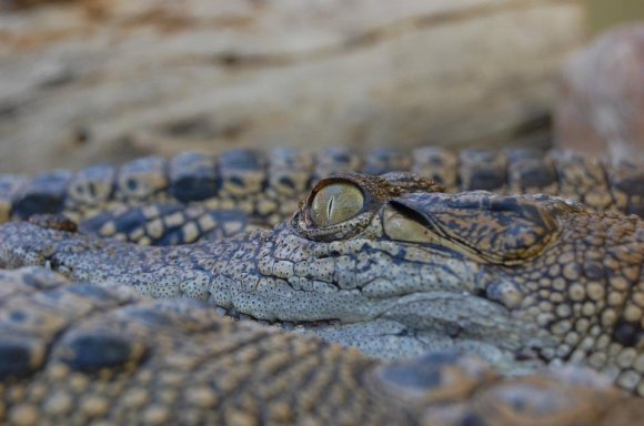 Eye Of The Croc