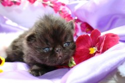 Lovely Persian Kitten