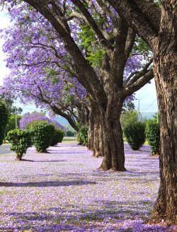 Jacaranda's Of Helidon