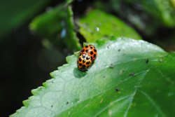 Ladybug Love