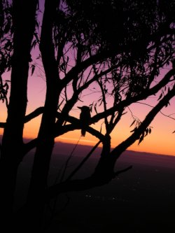 Kookaburra Sunset