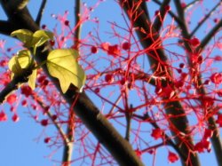 Branches Of Beauty