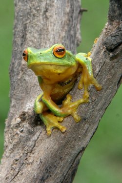 The Frog
