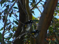 Honey Eaters