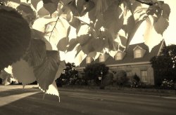 Leafy View
