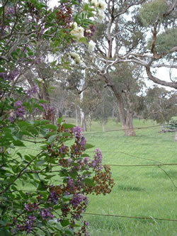 Lilac And Gums
