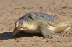 Port Hedland