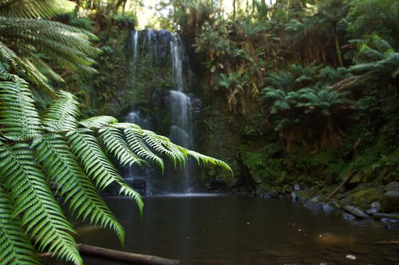 The Fern And The Waterfall