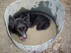 Central Qld Dog Hard At Work