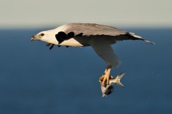 White-bellied Sea Eagle With Catch