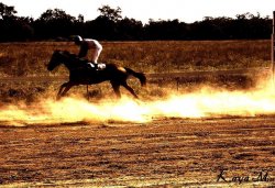 Winning Horse At Mitchell Races